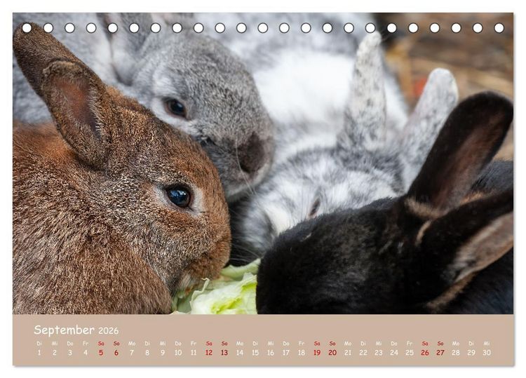 Produktbild: Flauschige Fellkn&auml;uel (Tischkalender 2026 DIN A5 quer), CALVENDO Monatskalender