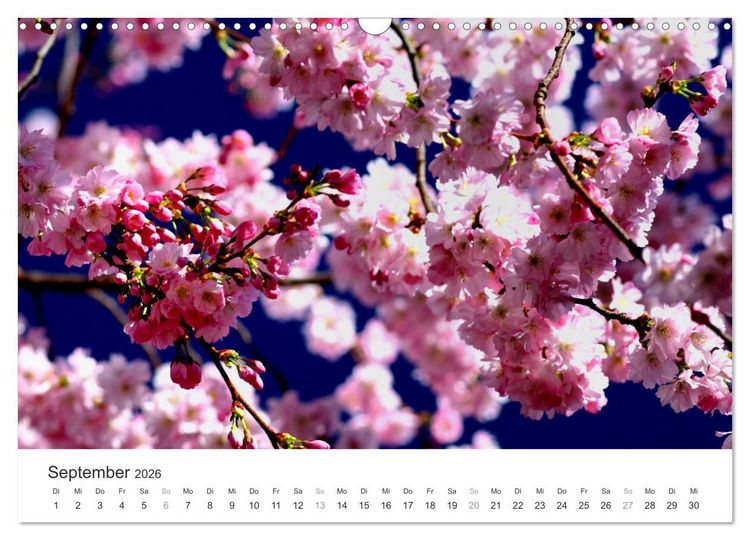 Produktbild: Kirschbl&uuml;tentraum (Wandkalender 2026 DIN A3 quer), CALVENDO Monatskalender