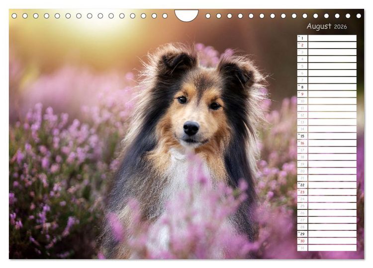 Produktbild: Shetland Sheepdogs Blacky, Anry, Mojo 2026 (Wandkalender 2026 DIN A4 quer), CALVENDO Monatskalender