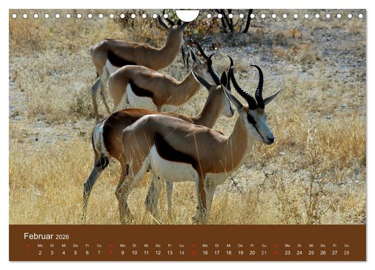 Produktbild: Namibia - faszinierende Menschen und Tiere (Wandkalender 2026 DIN A4 quer), CALVENDO Monatskalender