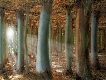 Produktbild: CALVENDO Puzzle Fantasiewald | 1000 Teile Lege-Gr&ouml;&szlig;e 64x48cm Foto-Puzzle f&uuml;r gl&uuml;ckliche Stunden