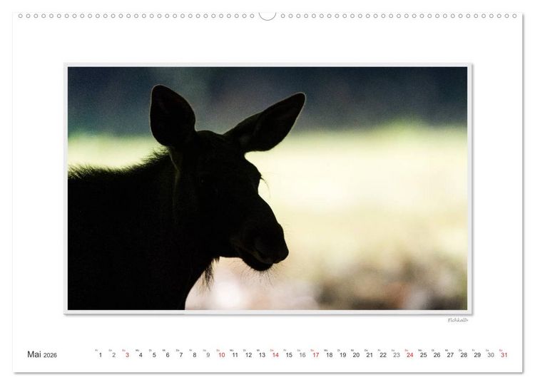 Produktbild: Emotionale Momente: Europ&auml;ischer Elch. / CH-Version (hochwertiger Premium Wandkalender 2026 DIN A2 quer), Kunstdruck in Hochglanz