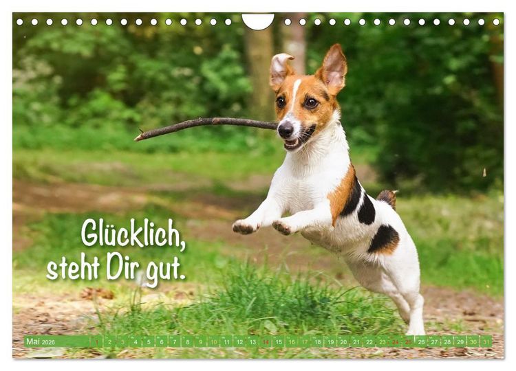 Produktbild: Jack Russell Terrier: Komm spielen (Wandkalender 2026 DIN A4 quer), CALVENDO Monatskalender