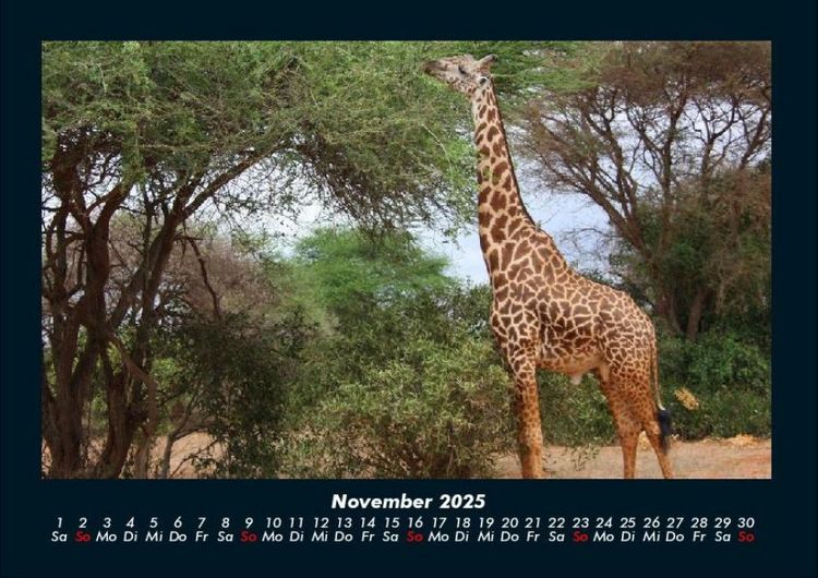 Produktbild: Giraffen 2025 Fotokalender DIN A4