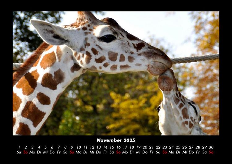 Produktbild: Giraffen 2025 Fotokalender DIN A3