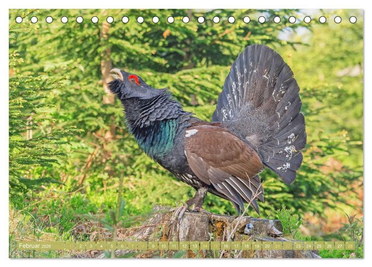 Produktbild: Wildtiere des Waldes: Hier wird der Mythos Wald lebendig (Tischkalender 2026 DIN A5 quer), CALVENDO Monatskalender