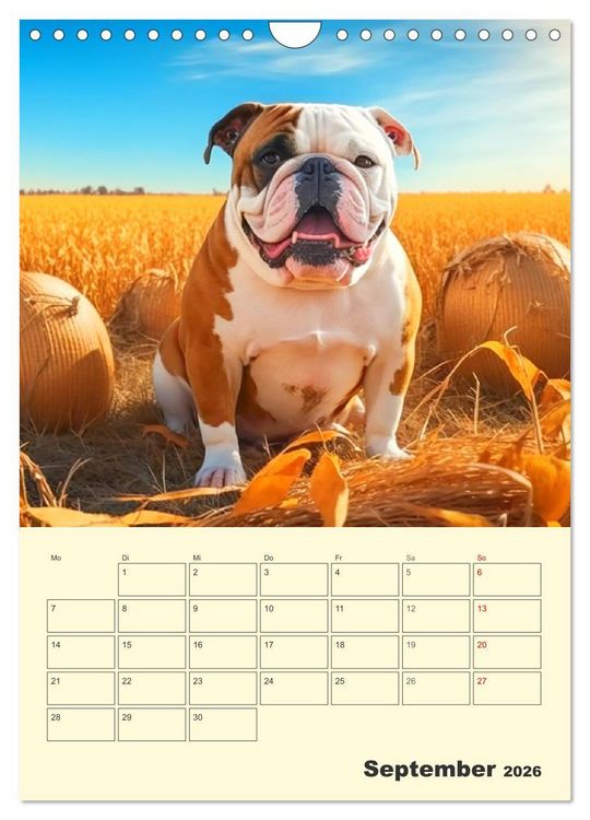 Produktbild: English Bulldogs. Fr&ouml;hliche Dickk&ouml;pfe mit Charakter (Wandkalender 2026 DIN A4 hoch), CALVENDO Monatskalender