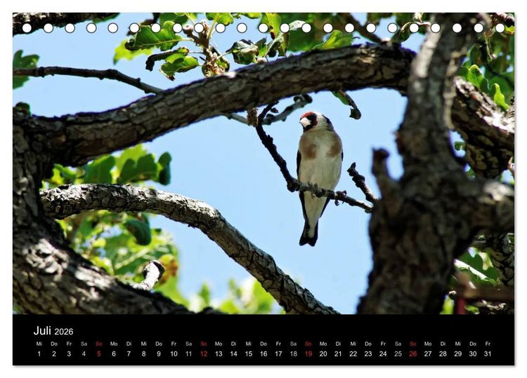 Produktbild: Kalabrien: Wo die Sonne Urlaub macht (Tischkalender 2026 DIN A5 quer), CALVENDO Monatskalender