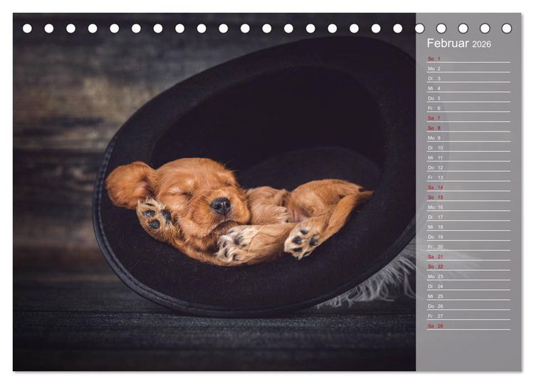 Produktbild: Englische Cocker Spaniel Welpen (Tischkalender 2026 DIN A5 quer), CALVENDO Monatskalender