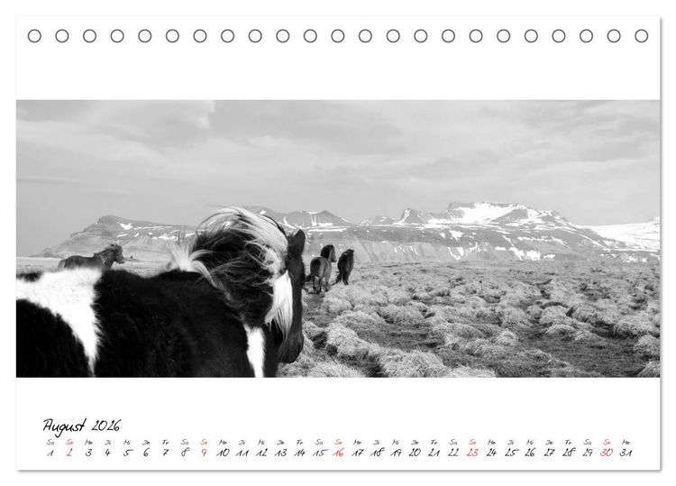 Produktbild: Islandpferde von Brimilsvellir (Tischkalender 2026 DIN A5 quer), CALVENDO Monatskalender