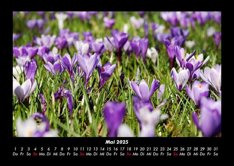 Produktbild: Blumentr&auml;ume 2025 Fotokalender DIN A3