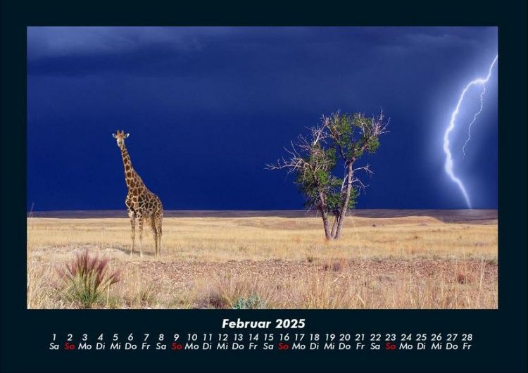 Produktbild: Giraffen 2025 Fotokalender DIN A4