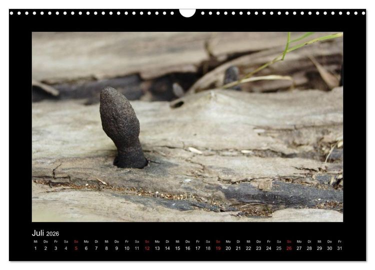 Produktbild: Pilze (Wandkalender 2026 DIN A3 quer), CALVENDO Monatskalender