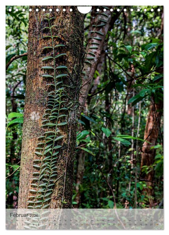 Produktbild: BORNEO Bedrohtes Paradies (Wandkalender 2026 DIN A4 hoch), CALVENDO Monatskalender