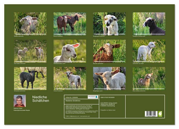Produktbild: Niedliche Sch&auml;fchen (Wandkalender 2026 DIN A2 quer), CALVENDO Monatskalender