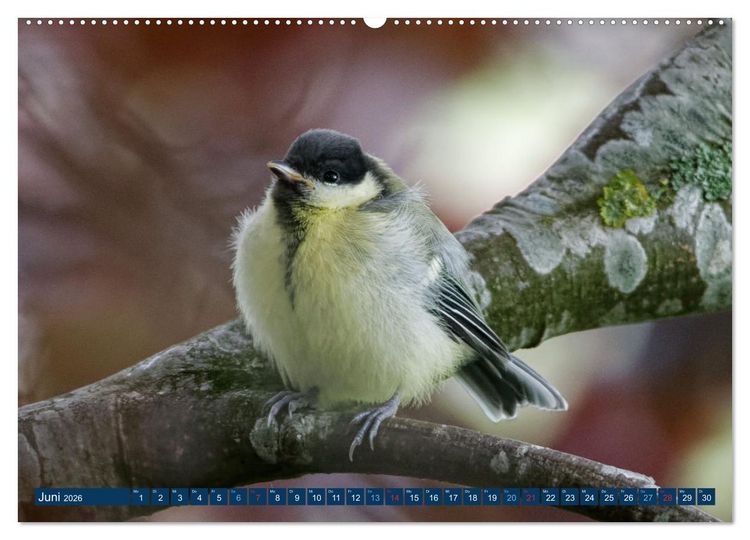 Produktbild: Kohlmeise - Fotografiert von Ostfriesenfotografie (Wandkalender 2026 DIN A2 quer), CALVENDO Monatskalender