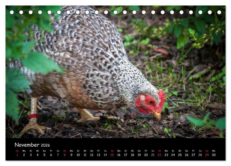 Produktbild: Gartenh&uuml;hner (Tischkalender 2026 DIN A5 quer), CALVENDO Monatskalender