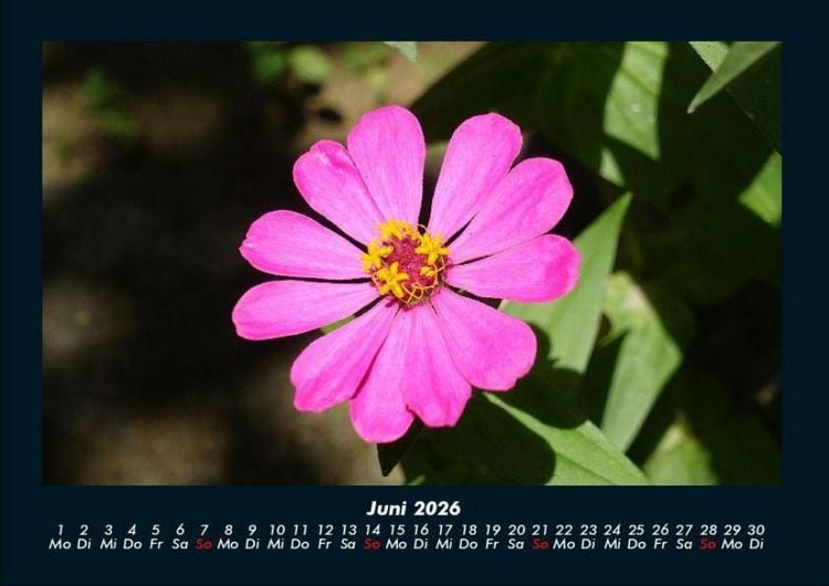 Produktbild: Blumentr&auml;ume 2026 Fotokalender DIN A4