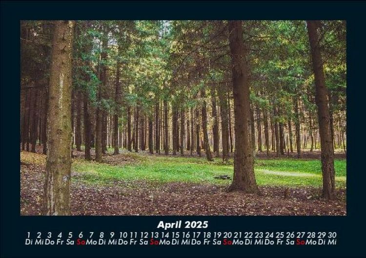 Produktbild: B&auml;ume 2025 Fotokalender DIN A5