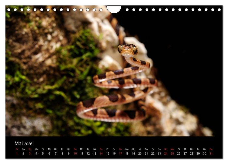 Produktbild: Schlangen (Wandkalender 2026 DIN A4 quer), CALVENDO Monatskalender