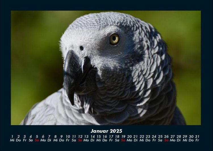 Produktbild: Welt der V&ouml;gel 2025 Fotokalender DIN A4