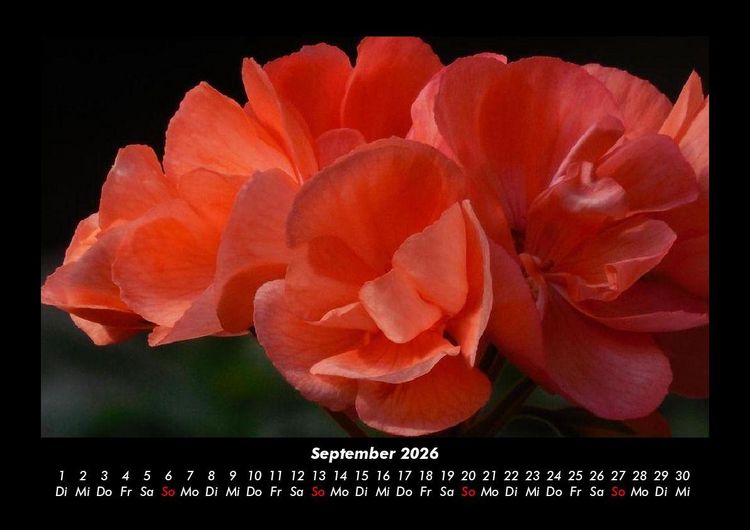 Produktbild: Blumenzauber 2026 Fotokalender DIN A3