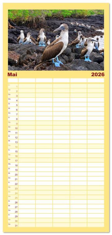 Produktbild: Familienplaner 2026 - Entdecke Galapagos mit 5 Spalten (Wandkalender, 21 x 45 cm) CALVENDO