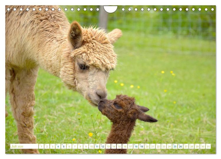 Produktbild: Unvergessliche Begegnungen mit Alpakas (Wandkalender 2026 DIN A4 quer), CALVENDO Monatskalender