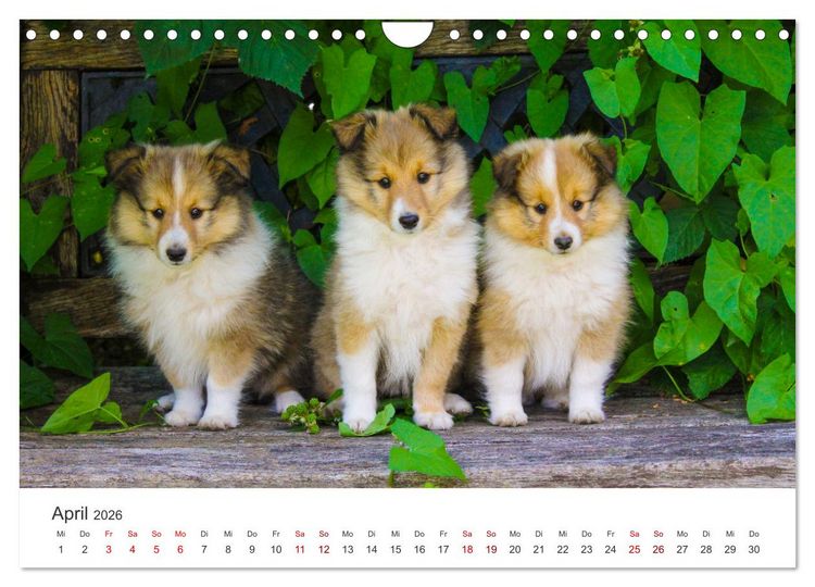 Produktbild: Shelties - Die zuckers&uuml;&szlig;en Vierbeiner. (Wandkalender 2026 DIN A4 quer), CALVENDO Monatskalender