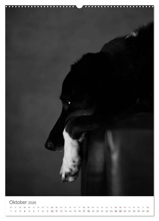 Produktbild: Fine Art Hundeportraits (Wandkalender 2026 DIN A2 hoch), CALVENDO Monatskalender