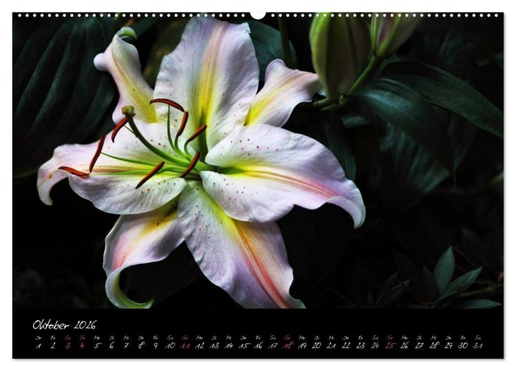 Produktbild: Soul-Jazz - Visuelle Musik der Blumen (hochwertiger Premium Wandkalender 2026 DIN A2 quer), Kunstdruck in Hochglanz