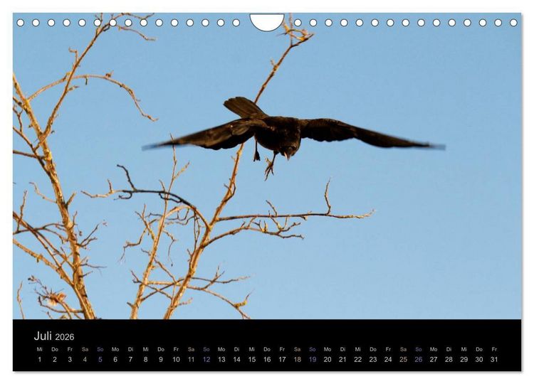 Produktbild: Rabenschwarze Impressionen - meike-ajo-dettlaff.de via wildvogelhlfe.org (Wandkalender 2026 DIN A4 quer), CALVENDO Monatskalender