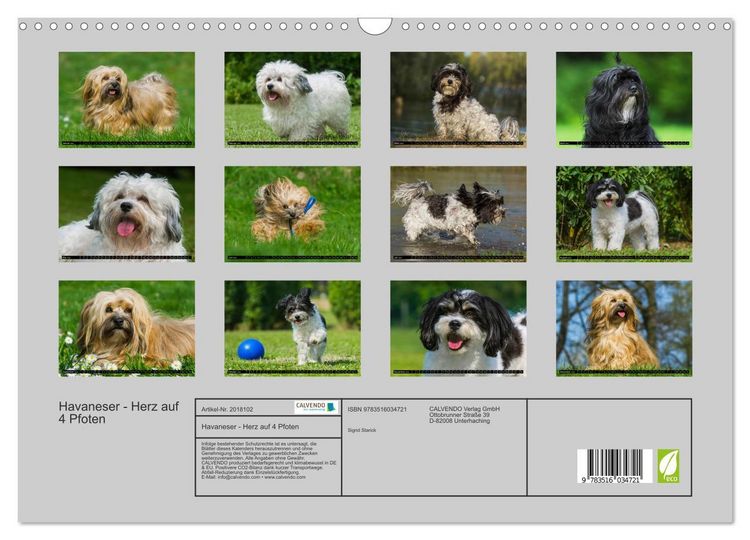 Produktbild: Havaneser - Herz auf 4 Pfoten (Wandkalender 2026 DIN A3 quer), CALVENDO Monatskalender