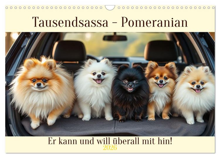 Produktbild: Tausendsassa - Pomeranian (Wandkalender 2026 DIN A3 quer), CALVENDO Monatskalender