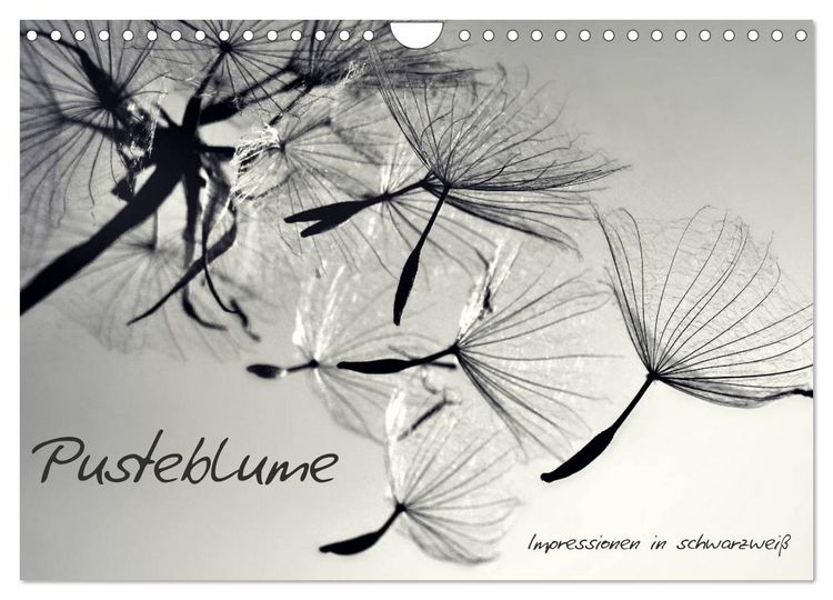 Produktbild: Pusteblume - Impressionen in schwarzwei&szlig; (Wandkalender 2026 DIN A4 quer), CALVENDO Monatskalender