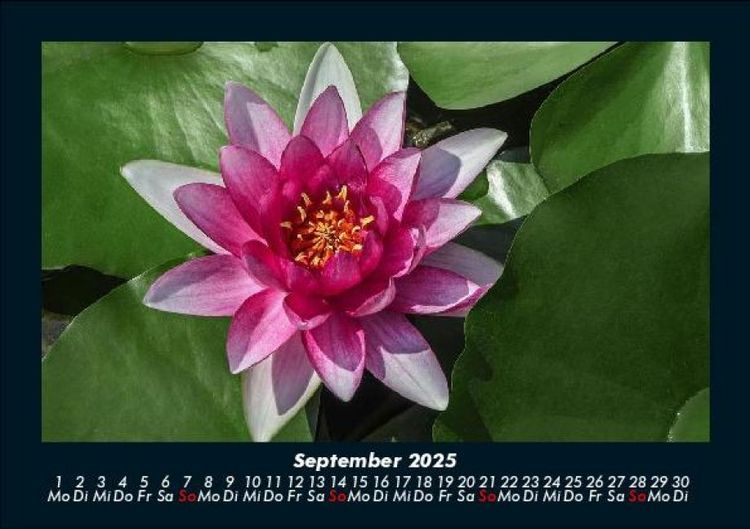 Produktbild: Blumenkalender 2025 Fotokalender DIN A5