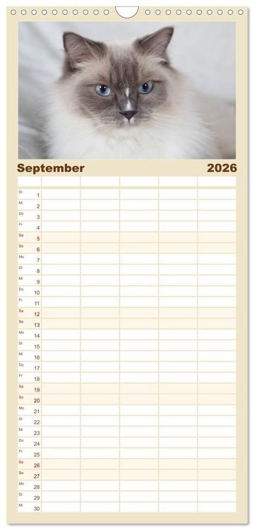 Produktbild: Familienplaner 2026 - Ragdolls mit 5 Spalten (Wandkalender, 21 x 45 cm) CALVENDO