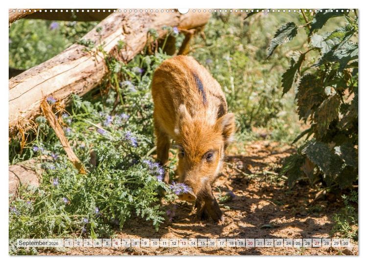 Produktbild: Wildschweine - Im Schatten des Waldes (hochwertiger Premium Wandkalender 2026 DIN A2 quer), Kunstdruck in Hochglanz
