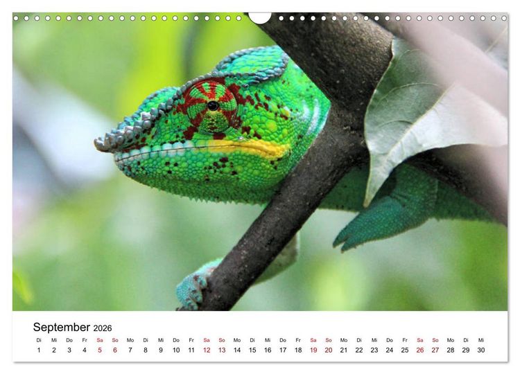 Produktbild: Tiere Madagaskars (Wandkalender 2026 DIN A3 quer), CALVENDO Monatskalender