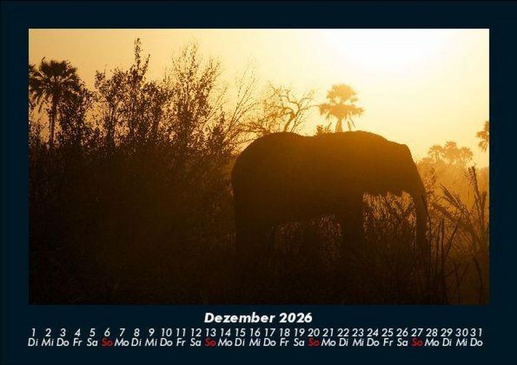 Produktbild: Elefanten 2026 Fotokalender DIN A5