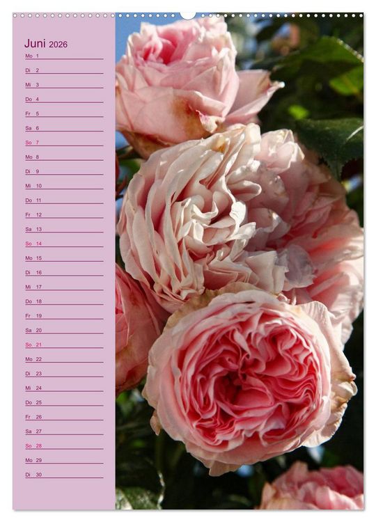 Produktbild: Rosen Symphonie (hochwertiger Premium Wandkalender 2026 DIN A2 hoch), Kunstdruck in Hochglanz
