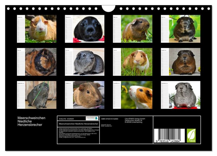 Produktbild: Meerschweinchen Niedliche Herzensbrecher (Wandkalender 2026 DIN A4 quer), CALVENDO Monatskalender