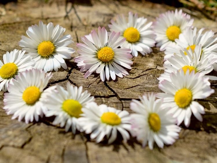 Produktbild: Herz aus Blumen (Puzzle)