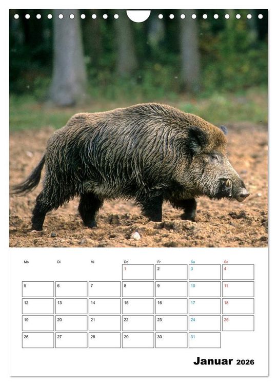 Produktbild: Schweine 2026 (Wandkalender 2026 DIN A4 hoch), CALVENDO Monatskalender