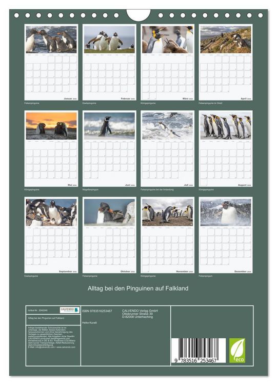 Produktbild: Alltag bei den Pinguinen auf Falkland (Wandkalender 2026 DIN A4 hoch), CALVENDO Monatskalender