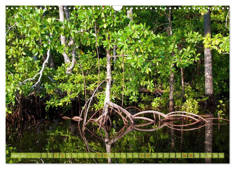 Produktbild: Mangroves - Valuable Habitat (Wall Calendar 2027 DIN A3 landscape), CALVENDO 12 Month Wall Calendar