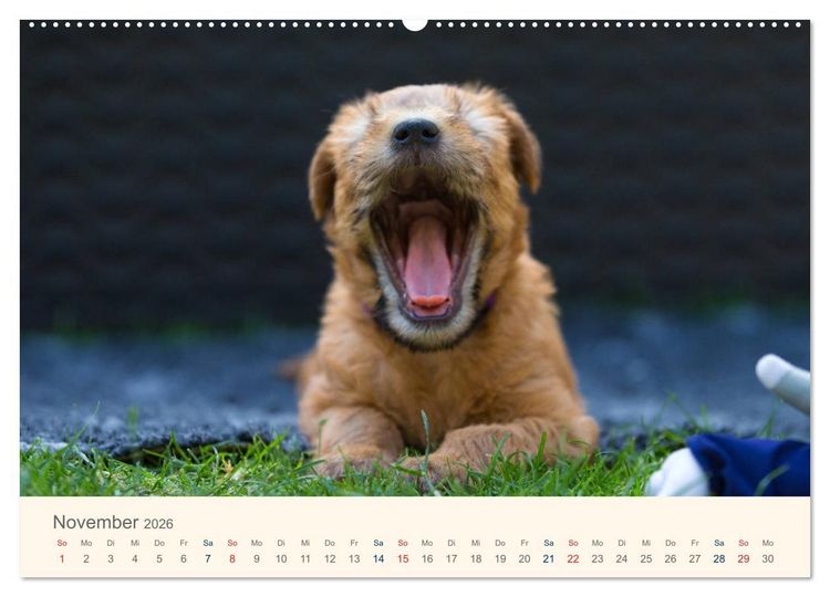Produktbild: IRISH SOFT COATED WHEATEN TERRIER 2026 (hochwertiger Premium Wandkalender 2026 DIN A2 quer), Kunstdruck in Hochglanz