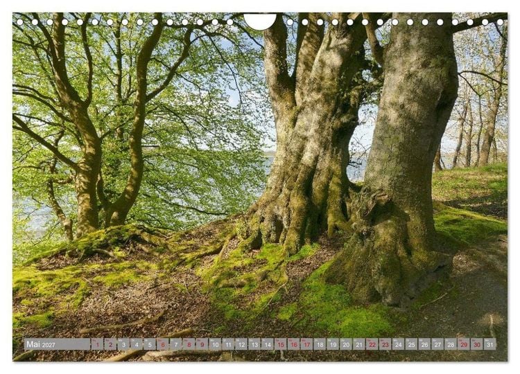 Produktbild: Am sch&ouml;nsten Uferabschnitt der Schlei (Wandkalender 2027 DIN A4 quer), CALVENDO Monatskalender