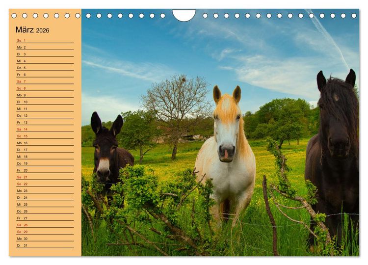 Produktbild: Liebenswerte Esel (Wandkalender 2026 DIN A4 quer), CALVENDO Monatskalender