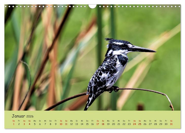Produktbild: Gefiederte Sch&ouml;nheiten Ostafrikas (Wandkalender 2026 DIN A3 quer), CALVENDO Monatskalender